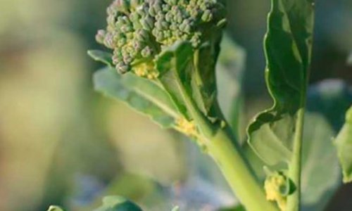 Broccolini