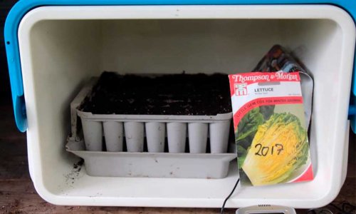 Last batch of lettuce for harvest this year was seen NOW!