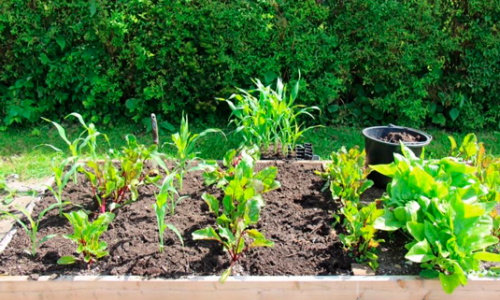 Several crops on the same area
