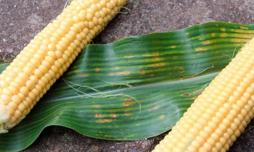 Corn - eye spot