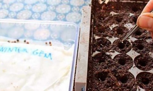 Sowing of lettuce and spinach in hot season