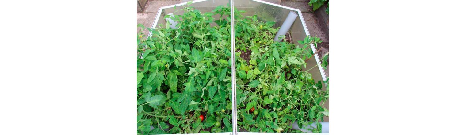 Tomatoes .... own seeds or buy-seeds?