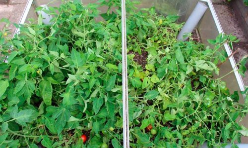 Tomatoes .... own seeds or buy-seeds?