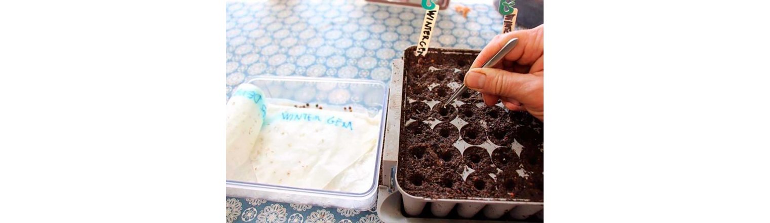 Sning af salat og spinat i hedeperiode