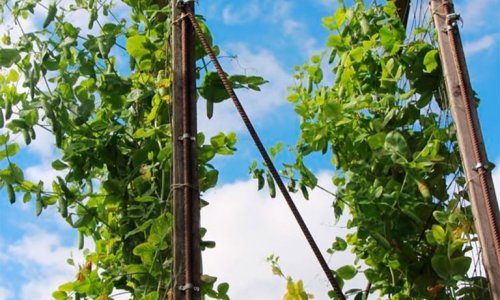 Grams 3 feet tall peas