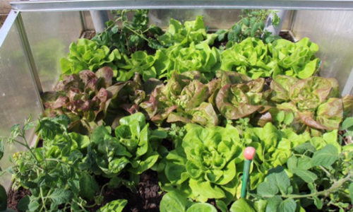 The salad is replaced by the early tomatoes