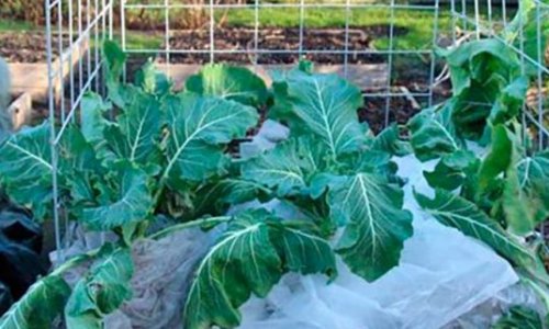 Cabbage and hard frost