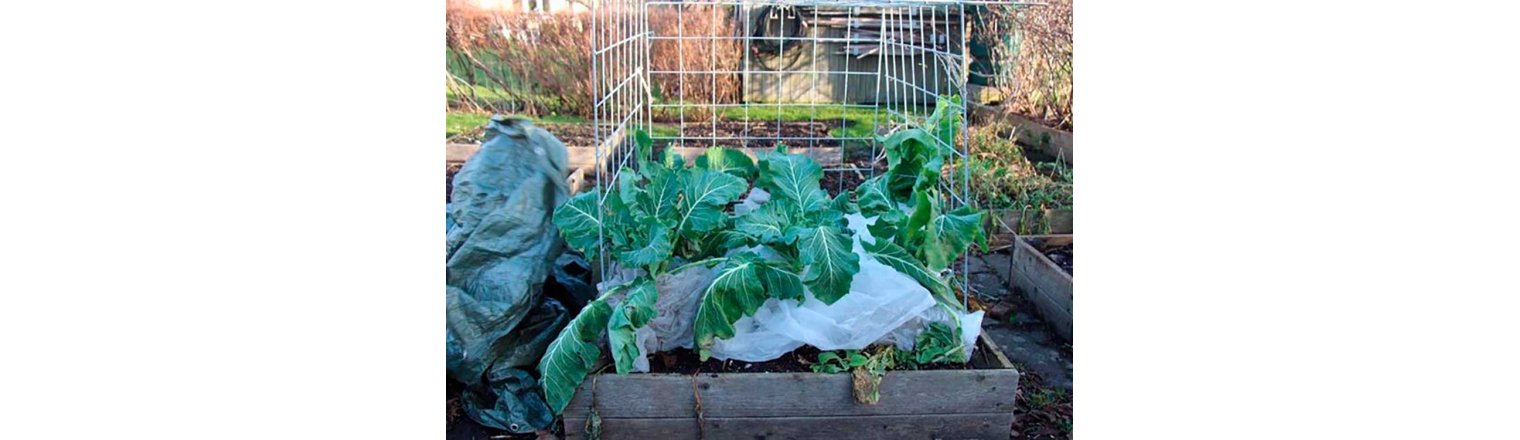 Cabbage and hard frost