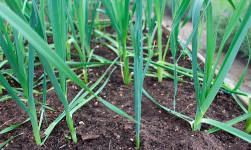 Irrigation of young leeks