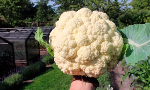 Cauliflower grown at only 35 x 30 cm