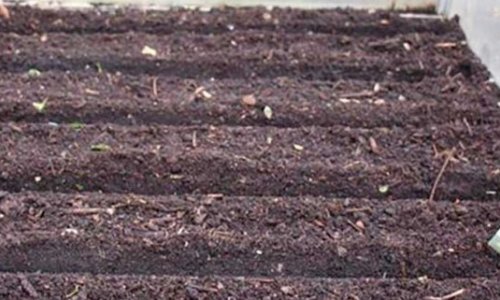 Winter sowing of carrots