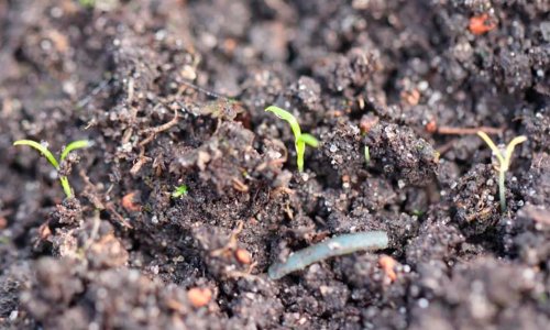 Too early sprouted carrots