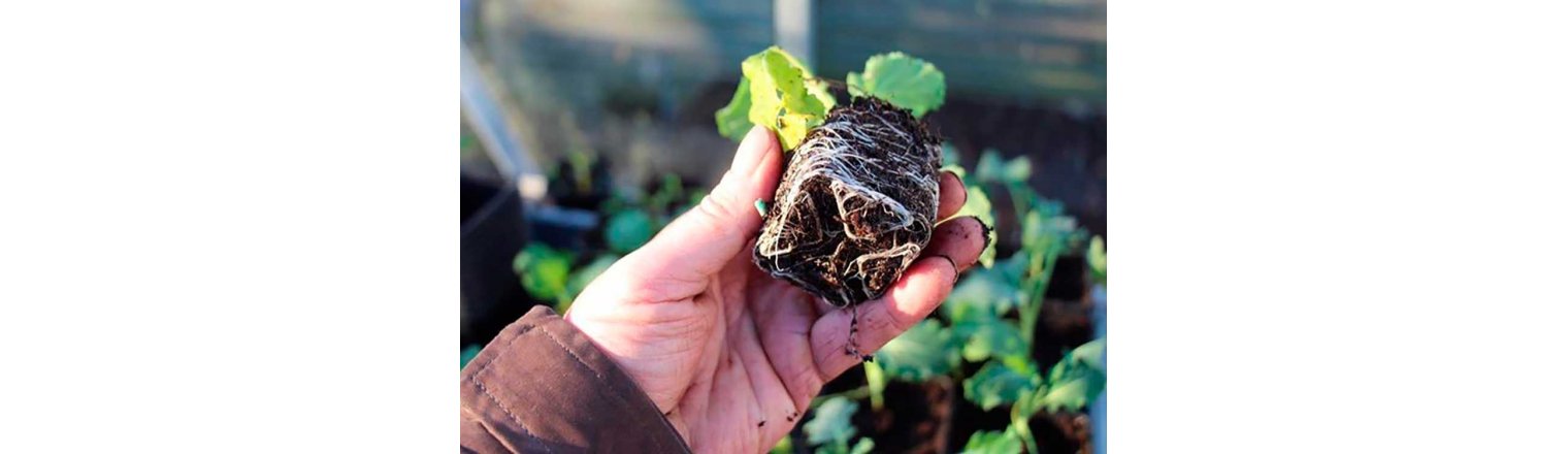 Broccoliplanter - tidlig senilitet