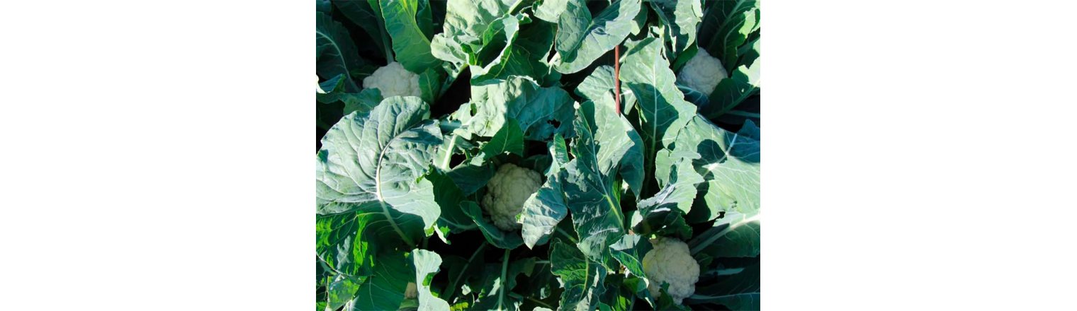 Cauliflower grown at only 35 x 30 cm