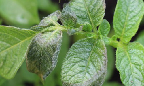 Potatoes and night frost