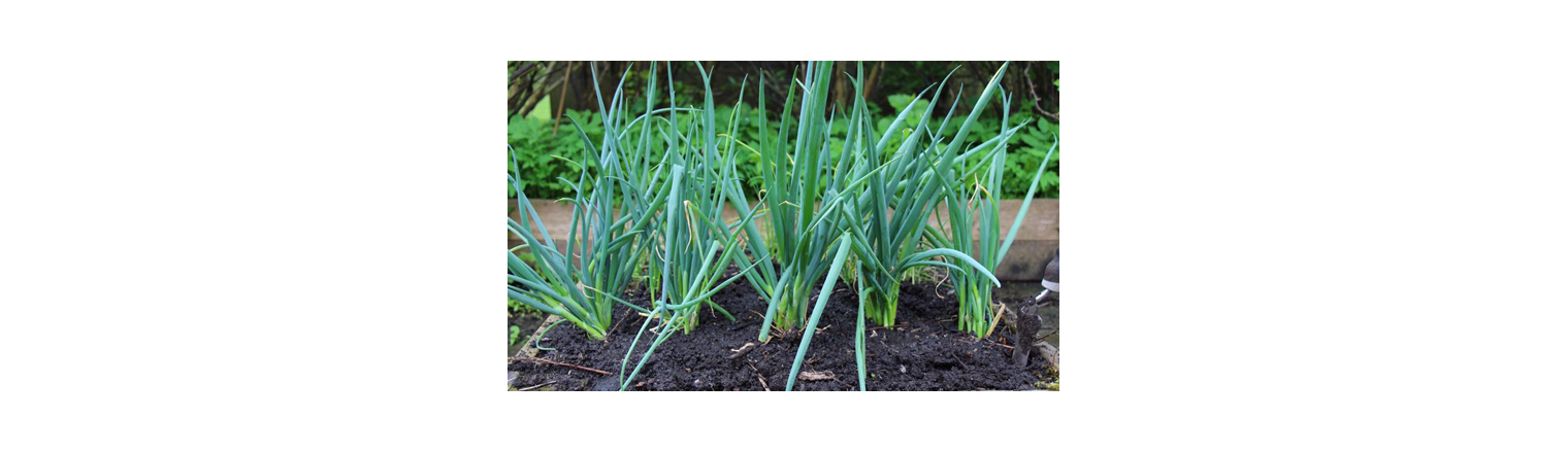 Overwintered spring onions