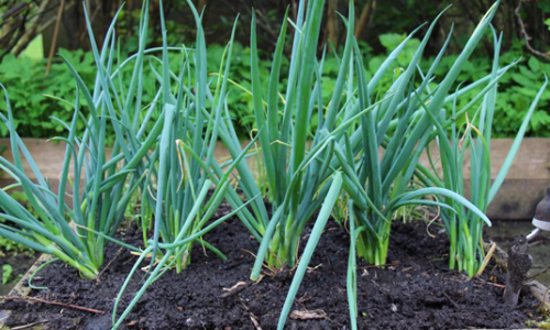 Overwintered spring onions