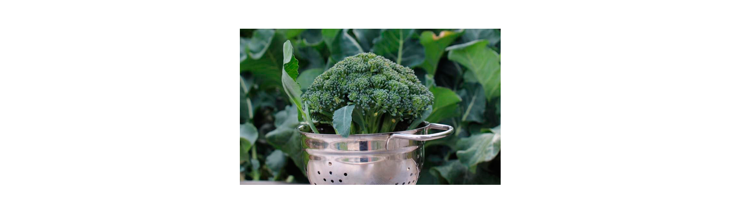 Overvintrede broccoli