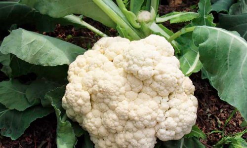 Cauliflower with side shoots