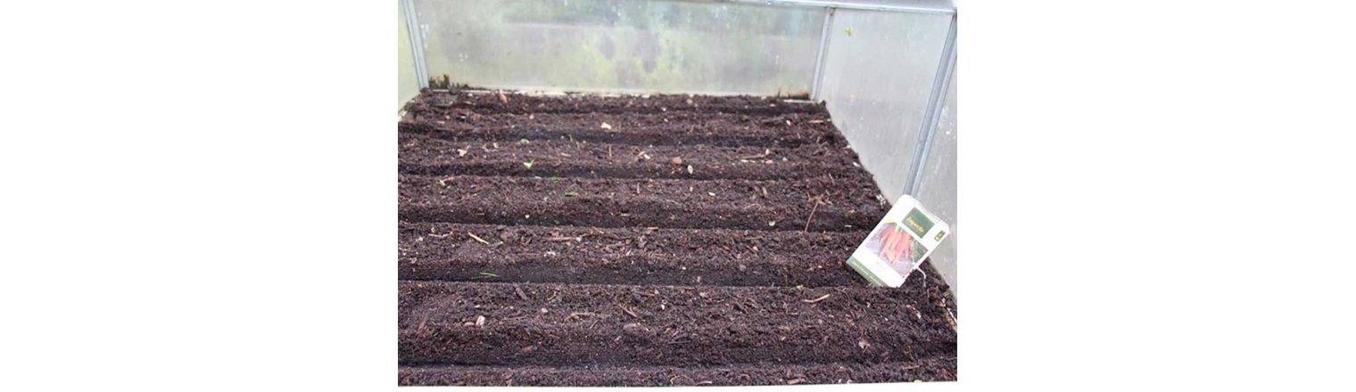 Winter sowing of carrots