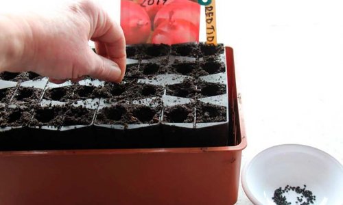 Sowing of this year's onions