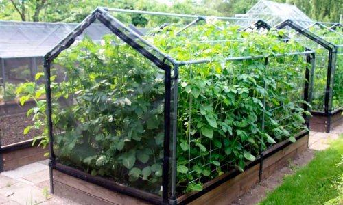 Large Potato Plants - WHY?