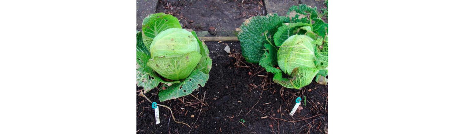 Savoy-cabbage competition