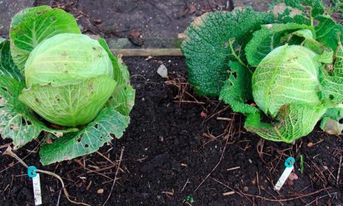Savoy-cabbage competition