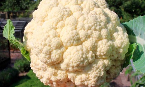 SOAP PLAN FOR CAULIFLOWER 2018