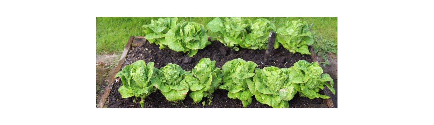 Salaten omplantes
