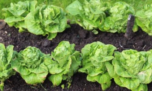 The salads are transplanted