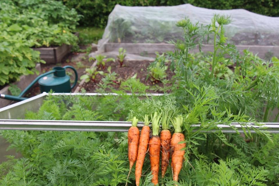 Overwintering carrots with time confusion