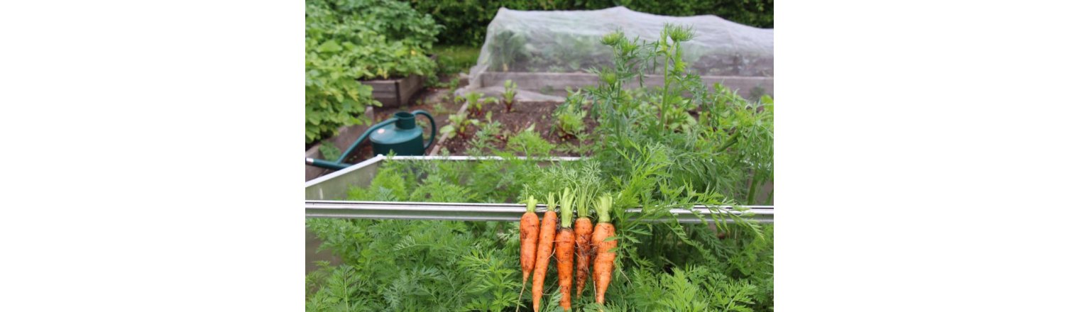 Overwintering carrots with time confusion