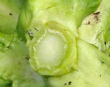 Overwintering spit bowl