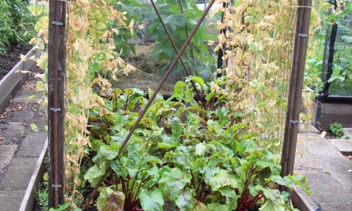 Harvest of seeds and sowing in the summer heat