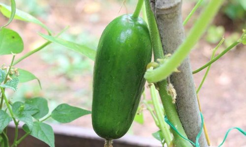 Agurk i drivhus hvorn�r?