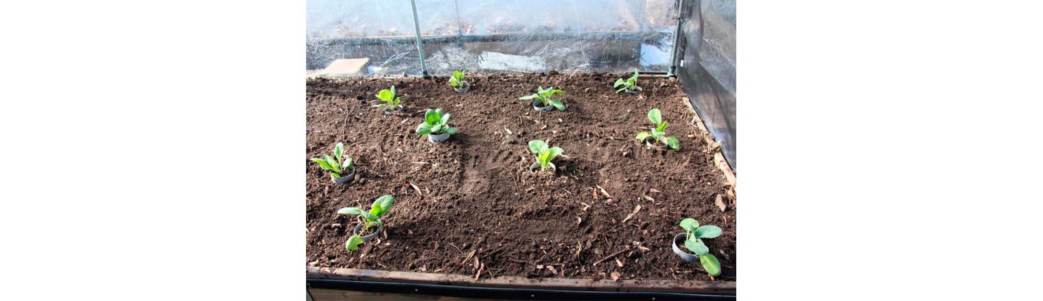 Store udplantningsdag