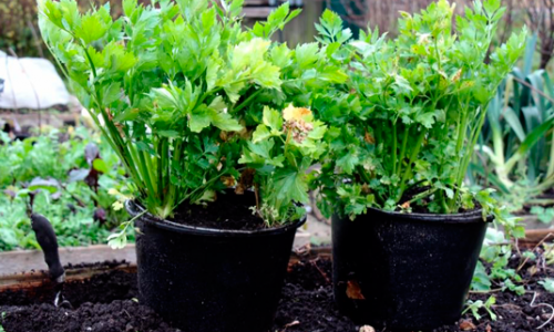 Celery leaves for winter use