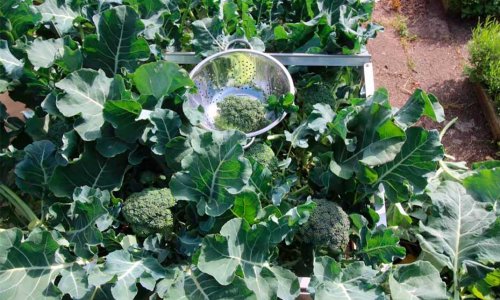 Circular economy at garden level