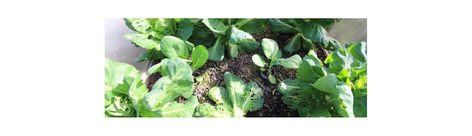 Overvintrende spidskl