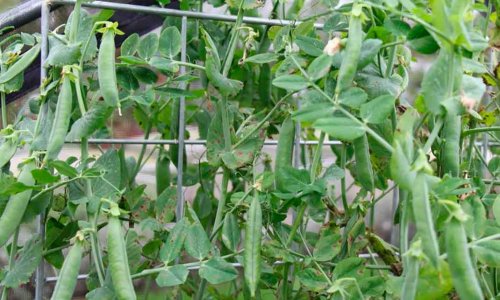Autumn peas