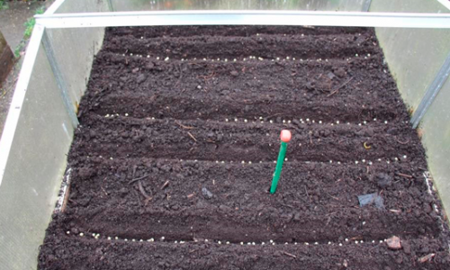 Peas can be sown in November