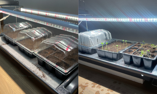 Now it must germinate