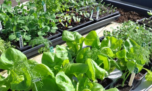 All year round in a GrowCamp