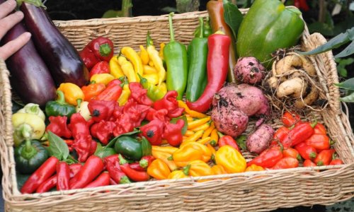 Grow lots of wonderful chilies