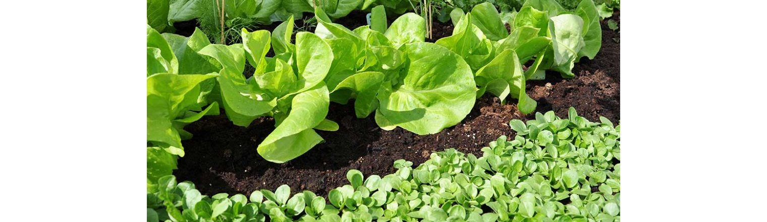 hvordan dyrker man salat?
