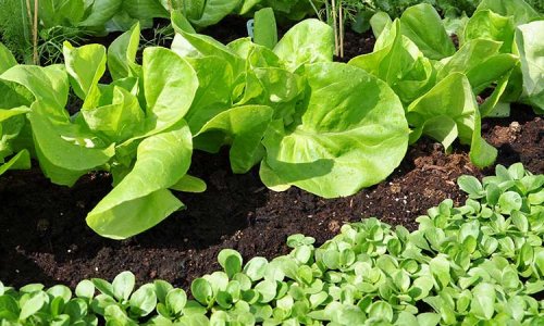 GrowCamp - fresh salad in the earliest spring!