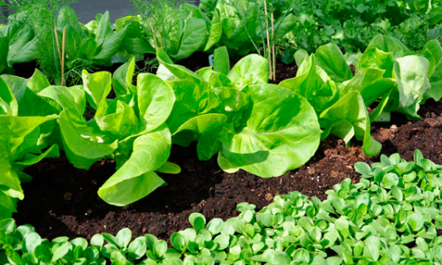 5 things you can still manage to sow in August