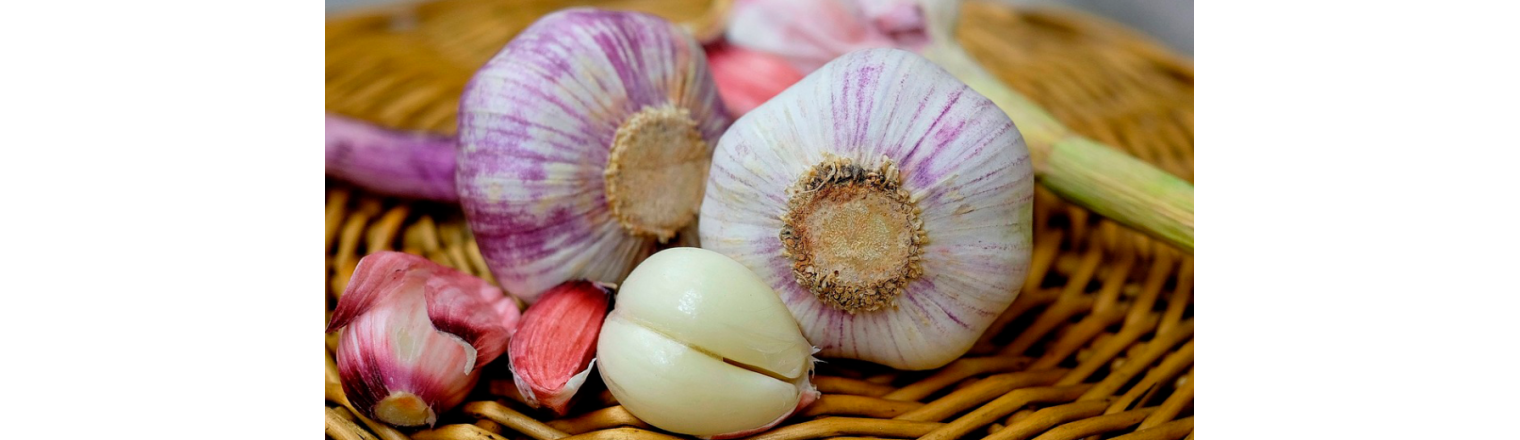 Succeed at growing garlic