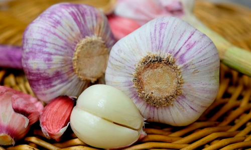 Succeed at growing garlic